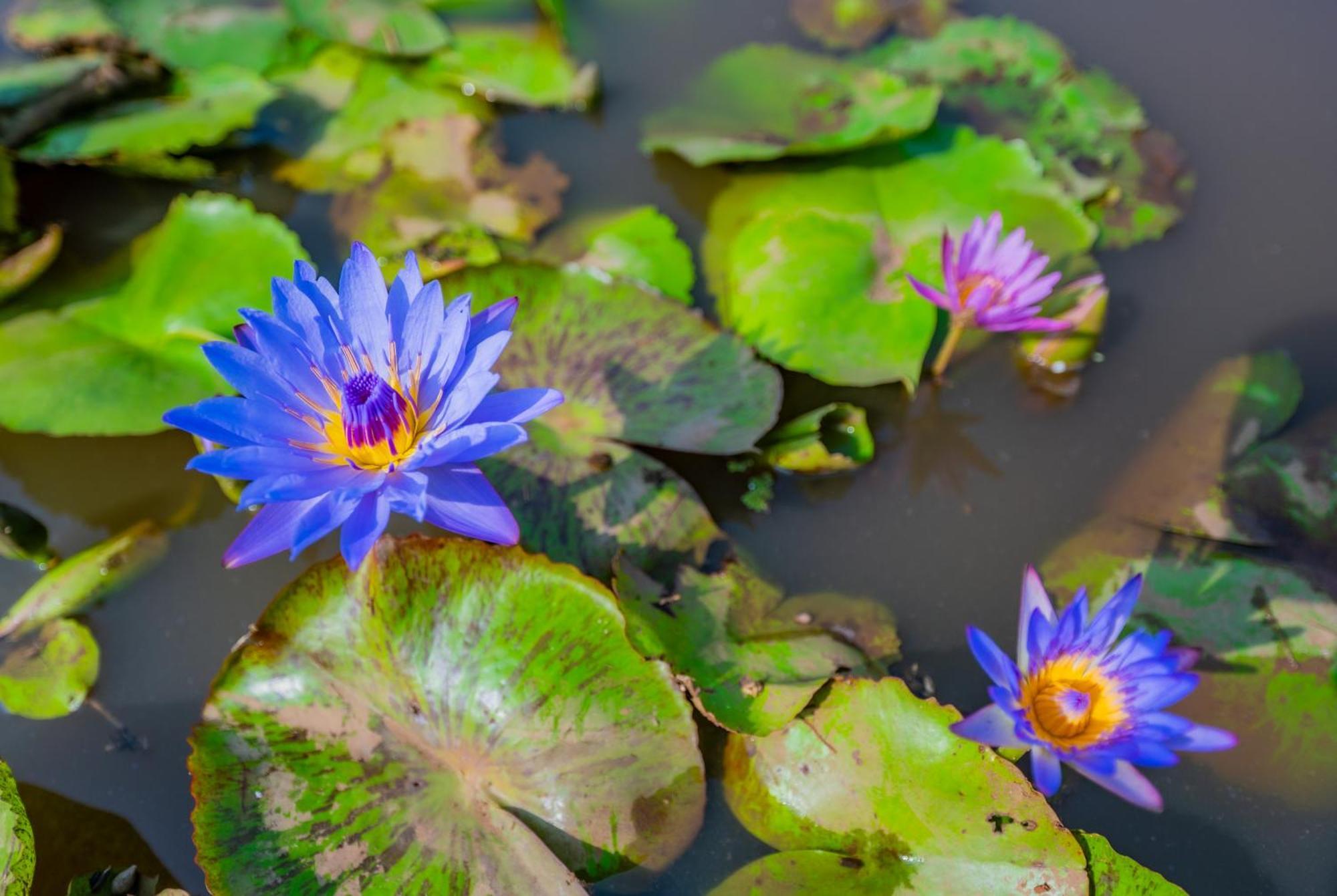 Lotus Leaf Hotel Pali  Buitenkant foto
