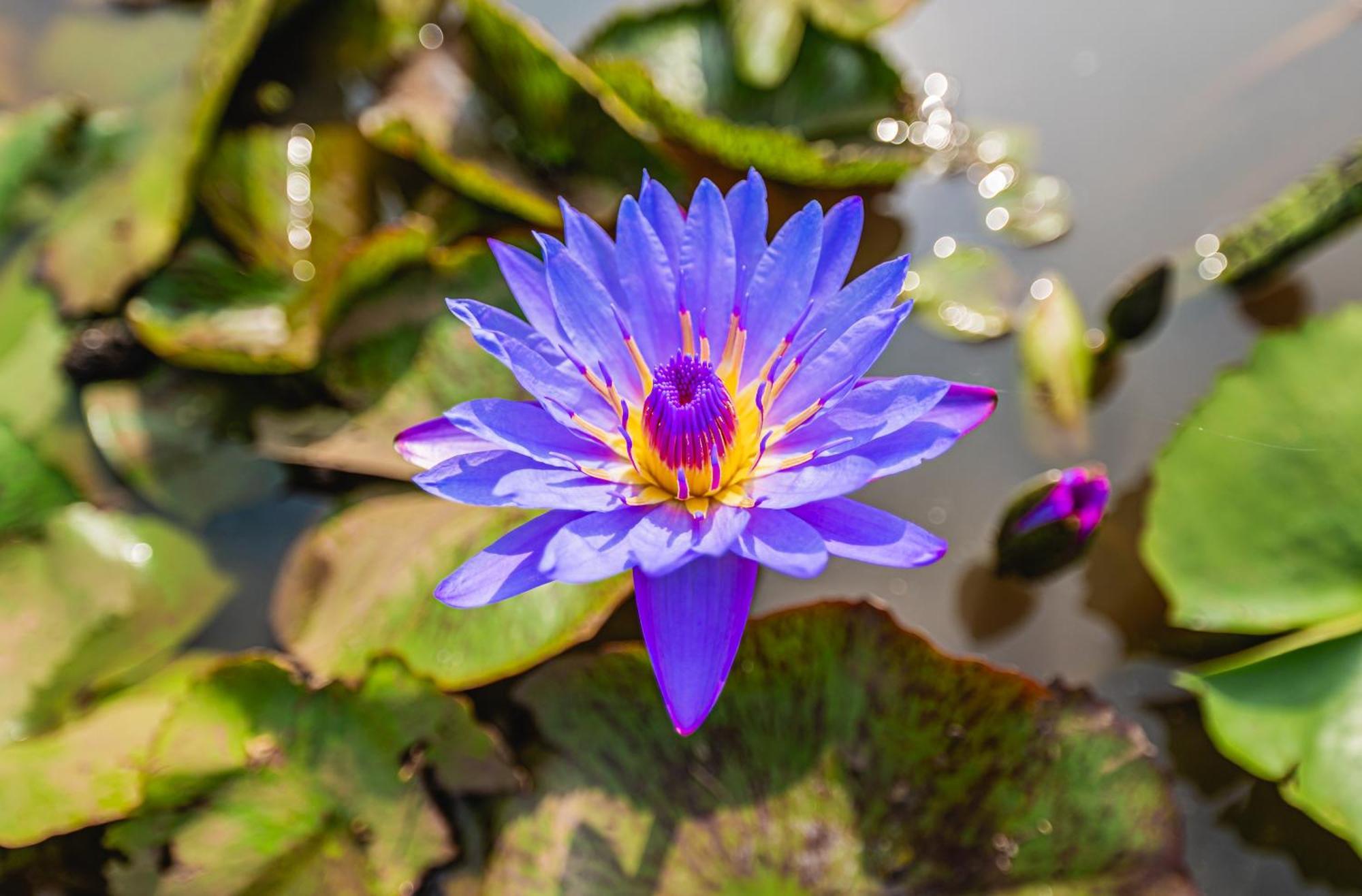 Lotus Leaf Hotel Pali  Buitenkant foto