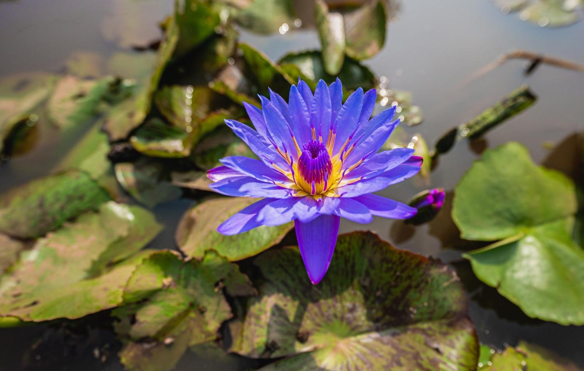 Lotus Leaf Hotel Pali  Buitenkant foto