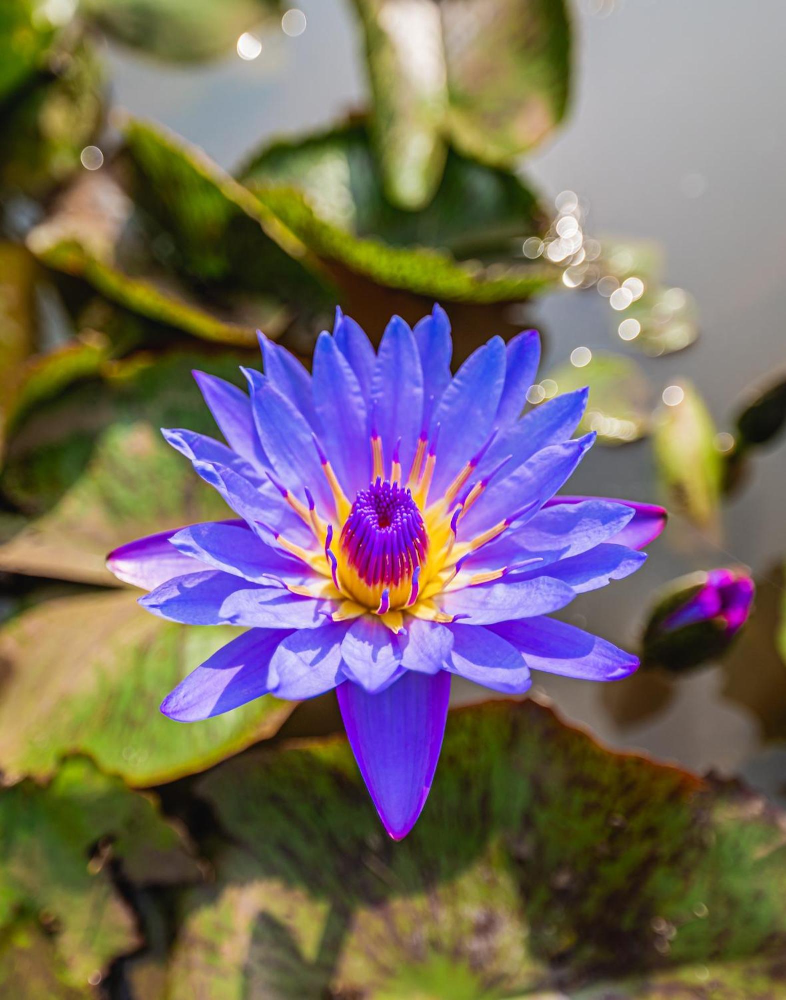 Lotus Leaf Hotel Pali  Buitenkant foto